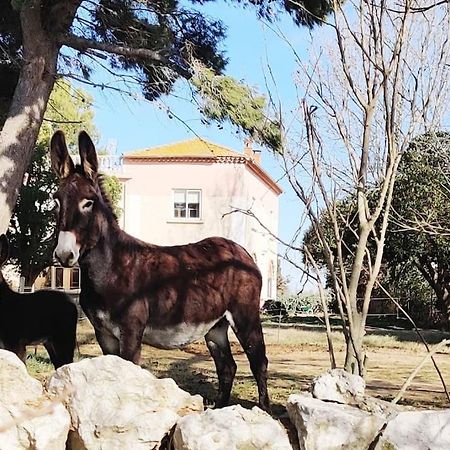 Au Coeur De La Nature Coursan Eksteriør billede